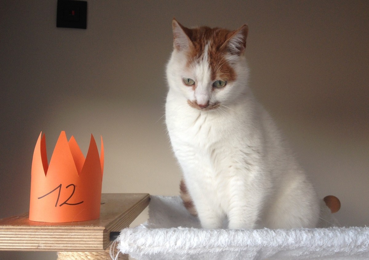 Loperspraat – Over een bizar verjaardagsritueel