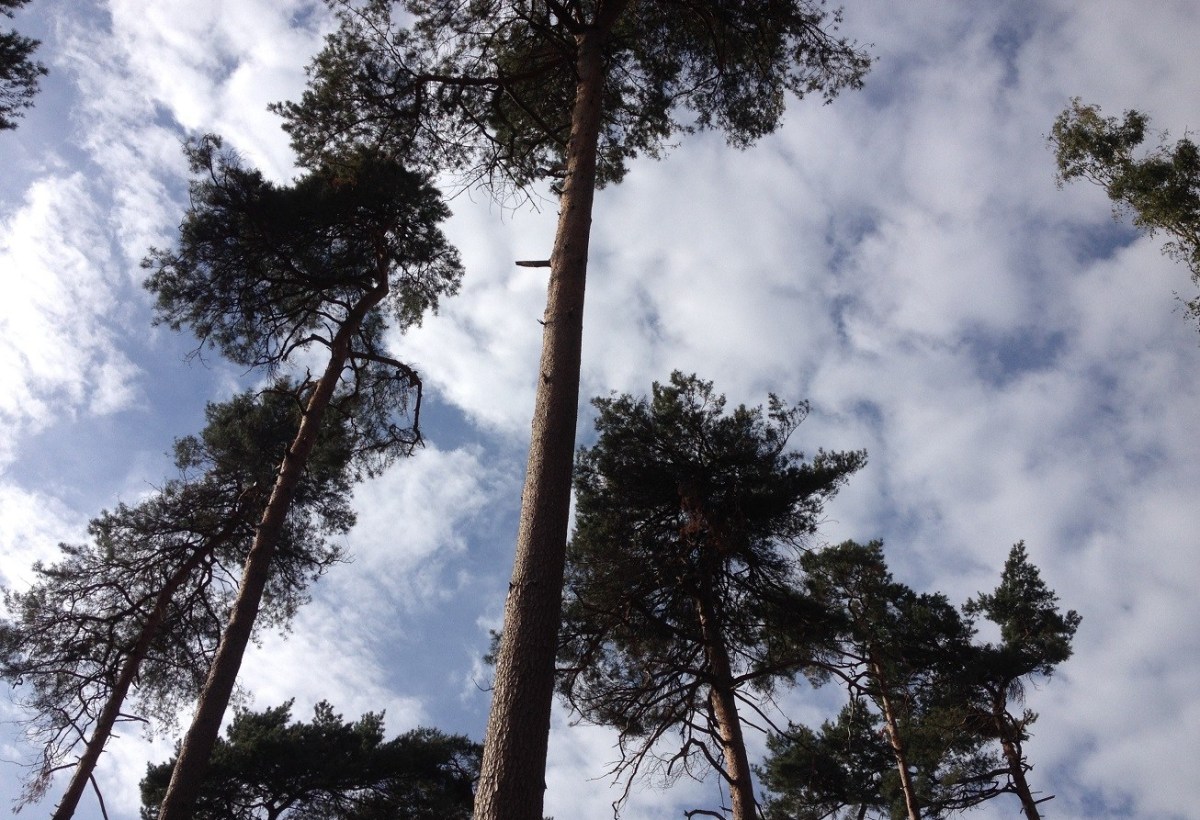 Loperspraat – Mijn sportieve&nbsp;dromen