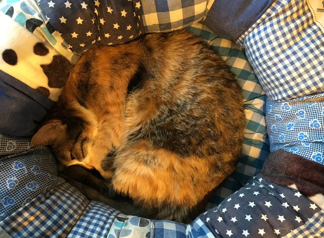 Het portret – De kat in al haar&nbsp;facetten