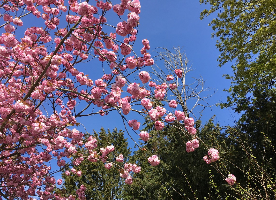 Waarom ik vanavond zeker naar het Eurosongfestival kijk