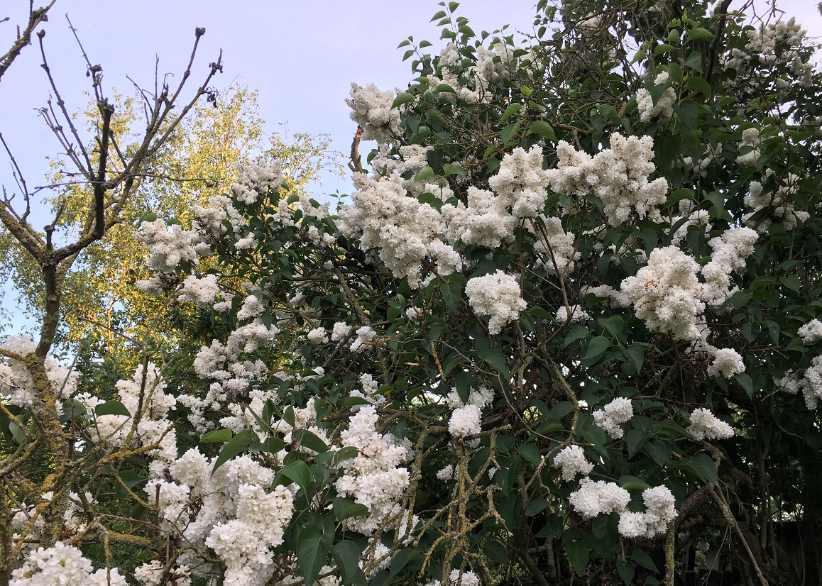 Waarom ik ook vanavond zeker naar het Eurosongfestival kijk